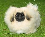 Pekingese 9W010D-064